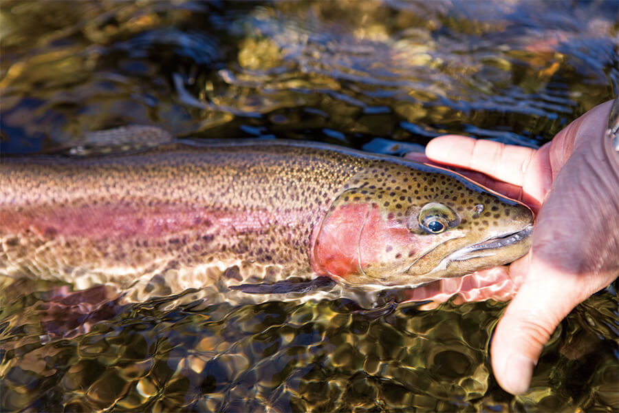 Trout fishing and Wasabi